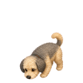 Bürohund schnüffelt